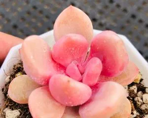 The Ultimate Care Guide for Echeveria 'Cupid' (Creating the Best Possible Condition for Echeveria 'Cupid')