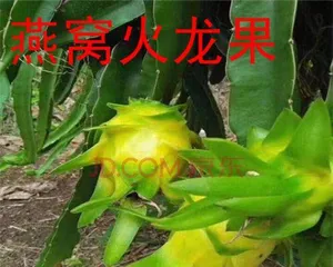 How many years does a potted dragon fruit bear fruit (Exploring the maturity age of potted dragon fruit and cultivation techniques)