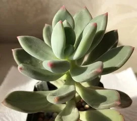 A Complete Guide to Caring for Succulent Cupid (Creating the Best Condition for Succulent Cupid) 2