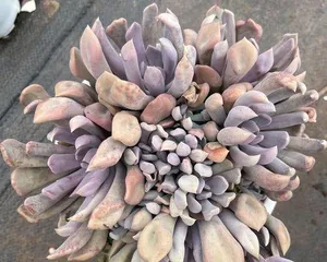 A Complete Guide to Caring for Succulent Cupid (Creating the Best Condition for Succulent Cupid) 3