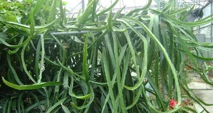 火龙果盆栽几年结果(探究火龙果盆栽成熟年限及养护技巧)2