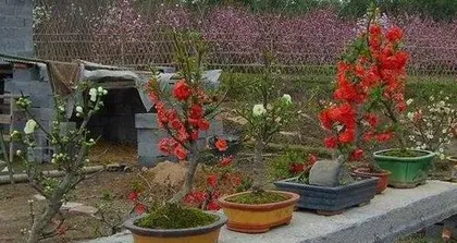 Begonia Care Tips (An Essential Flower for a Beautiful Garden) 2