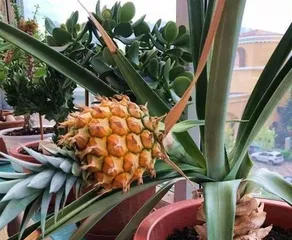 火龙果盆栽几年结果(探究火龙果盆栽成熟年限及养护技巧)3