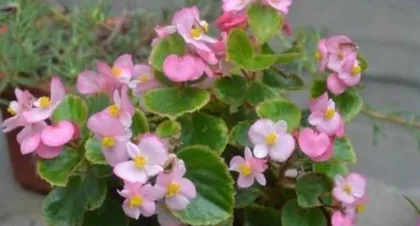 Begonia Care Tips (An Essential Flower for a Beautiful Garden) 3
