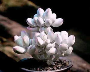 How to care for Echeveria 'Ping Pong Fuying'?(Comprehensive introduction to the care techniques of Echeveria 'Ping Pong Fuying')