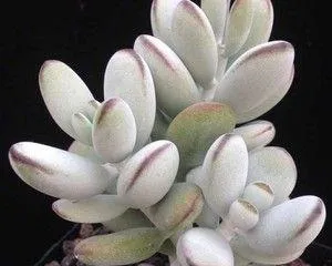 如何养护多肉乒乓福娘?(全面了解乒乓福娘的养护技巧)2