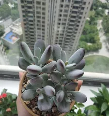 如何养护多肉乒乓福娘?(全面了解乒乓福娘的养护技巧)3