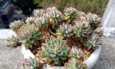 15 Great Low-Maintenance Succulent Varieties (These succulents are not only beautiful but also easy to care for and not to be missed!)