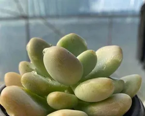 15 Super Easy-to-Grow Succulent Varieties (These succulents are not only beautiful but also easy to care for, don