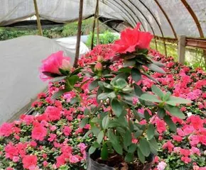 How to choose the most suitable杜鹃 variety? (The key to making your garden more dazzling)