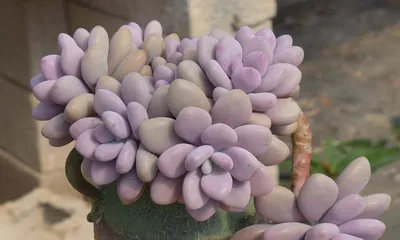 15 Super Easy-to-Grow Succulent Varieties (These succulents are not only beautiful but also easy to care for, don