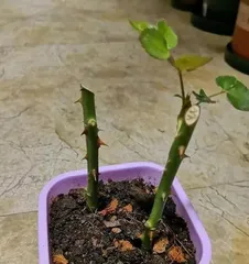 Is it safe to water rose bushes with carbendazim? (Rose leaves turning yellow? Try watering with carbendazim!)