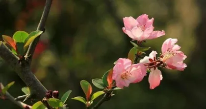 The symbolism and feng shui of the hawthorn tree (Exploring the cultural and feng shui significance of the hawthorn tree)