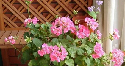 Is Hán lián suitable for indoor cultivation? (Learn about the toxicity and care tips for Hán lián.) 2