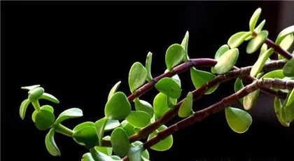 Is Hán lián suitable for indoor cultivation? (Learn about the toxicity and care tips for Hán lián.) 3
