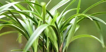 Can Benomyl be used for watering bonsai? (Detailed explanation of the effects and usage methods of Benomyl)