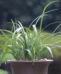 Can carbendazim be used for watering bonsai? (Detailed explanation of the effects and usage of carbendazim) 2