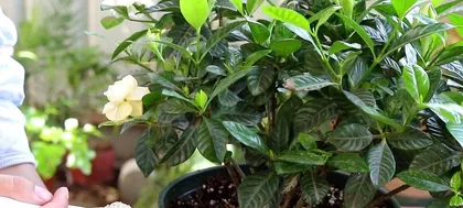 Can carbendazim be used for watering bonsai? (Detailed explanation of the effects and usage of carbendazim) 3