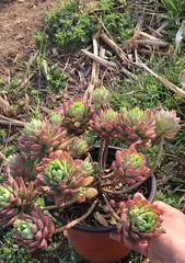 A Guide to Growing and Caring for succulent Marcus (Easy-to-grow succulent plant, suitable for beginners-)