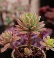 Cultivation and Care Guide for Sedum Marcus (Easy-to-grow succulent, suitable for beginners -) 2