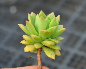 Cultivation and Care Guide for Sedum Marcus (Easy-to-grow succulent, suitable for beginners -) 3