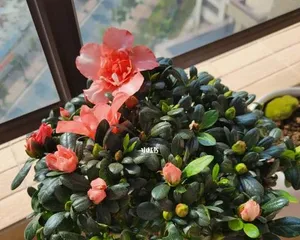 Guide to the Four Seasons of Azalea Care (Spring, Summer, Autumn, Winter - How Often to Water?)