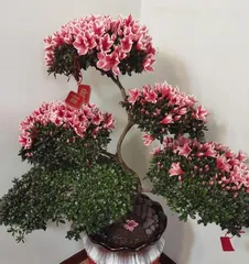 Four-Season Care Guide for Azaleas (Spring, Summer, Autumn, Winter: How often to water?) 2