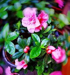 Four-Season Care Guide for Azaleas (Spring, Summer, Autumn, Winter: How often to water?) 3
