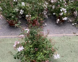 The blooming time and care techniques of Jasminum polyanthum (Mastering the blooming season and carefully caring for Jasminum polyanthum)