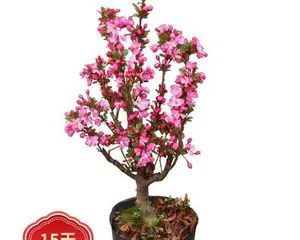 The Cultivation and Maintenance of Pagoda Dogwood Bonsai (Easily Care for Your Pagoda Dogwood Bonsai and Enjoy the Beauty of Nature)