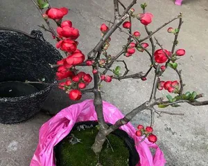 Crabapple Bonsai Cultivation and Care (Easily Grow Your Crabapple Bonsai and Enjoy the Beautiful Natural Scenery) 2