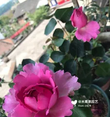 Firebird Rose - The Blooming Passion (Detailed Pros and Cons, Creating a Passionate and Sunny Garden)