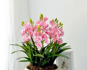 Let orchids bloom more - Orchid care guide (How to scientifically care for orchids to promote blooming?)