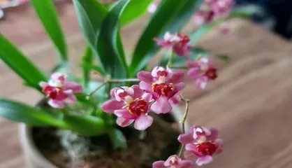 How to Make Orchids Bloom More - Orchid Care Guide (How to scientifically care for orchids to promote flowering?) 2