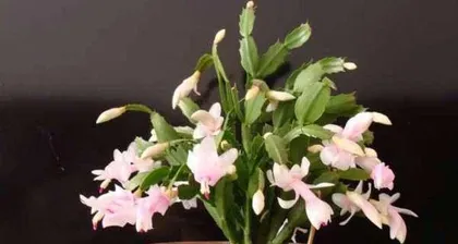How to Make Orchids Bloom More - Orchid Care Guide (How to scientifically care for orchids to promote flowering?) 3