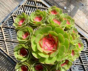 Succulent Plant Cultivation Methods and Care Points (Creating a Simple and Practical Succulent Garden) 1