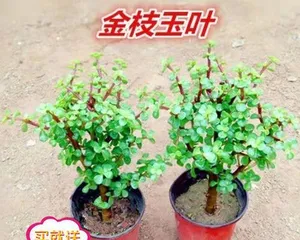 Succulent Plant Cultivation Methods and Care Points (Creating a Simple and Practical Succulent Garden) 2