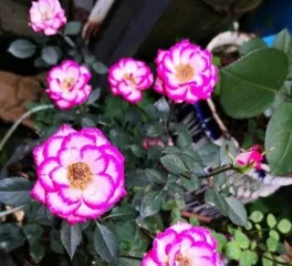 Advantages and Disadvantages of Flamboyant Roses (Exploring This Bright and Noble Flower)