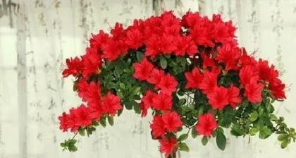 Cultivation Techniques and Precautions for Azaleas (How to Make Azaleas Bloom at Home?)
