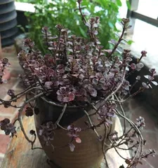 Succulent Plant Cultivation Methods and Care Points (Creating a Simple and Practical Succulent Garden) 3