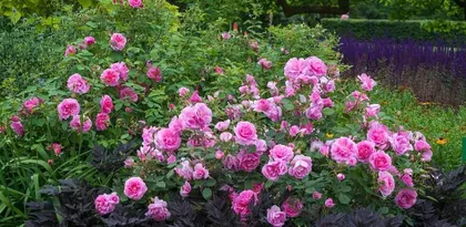 Hamilton Rose – Vine or Shrub? (Exploring the Growth Form and Habits of Hamilton Rose)