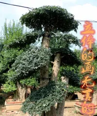 Cultivation Methods for Miniature Wax Tree (Creating Beautiful Bonsai, Starting with Wax Tree)