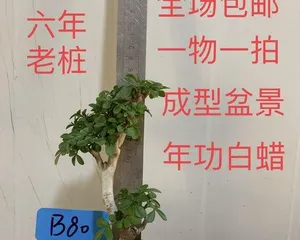 Cultivation Method for Chinese Fringetree Small Potted Plants (Creating Beautiful Bonsai, Starting with Chinese Fringetree) 2