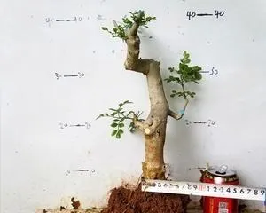 Cultivation Method for Chinese Fringetree Small Potted Plants (Creating Beautiful Bonsai, Starting with Chinese Fringetree) 3