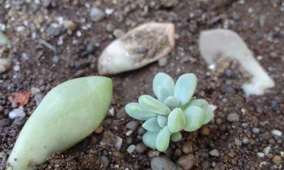 The Methods and Timing of Succulent Planting (Easily Master the Cultivation Techniques of Succulents, Keep Your Succulents Evergreen and Vibrant)