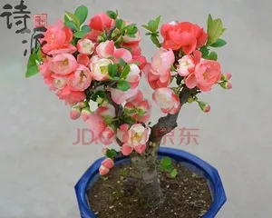 The Cultivation Techniques of Flowering Quince (Easy to Master, Let Your Flowering Quince Grow Better)