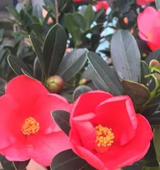 Azalea Camellia Care Guide (From Seed Selection to Maintenance, Teach You Step by Step to Grow a Vigorous and Blooming Azalea Camellia)