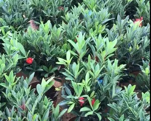 Camellia Azalea Care Guide (From Selection to Cultivation, Teaching You Step-by-Step to Create a Vigorous, Blooming Camellia Azalea) 2