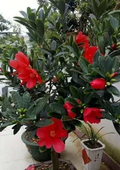 Camellia Azalea Care Guide (From Selection to Cultivation, Teaching You Step-by-Step to Create a Vigorous, Blooming Camellia Azalea) 3