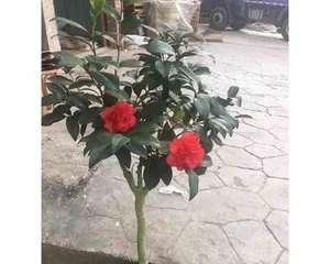 Azalea Camellia Cultivation Guide (From Planting to Maintenance, Helping You Easily Create a Beautiful Blooming Camellia Garden)